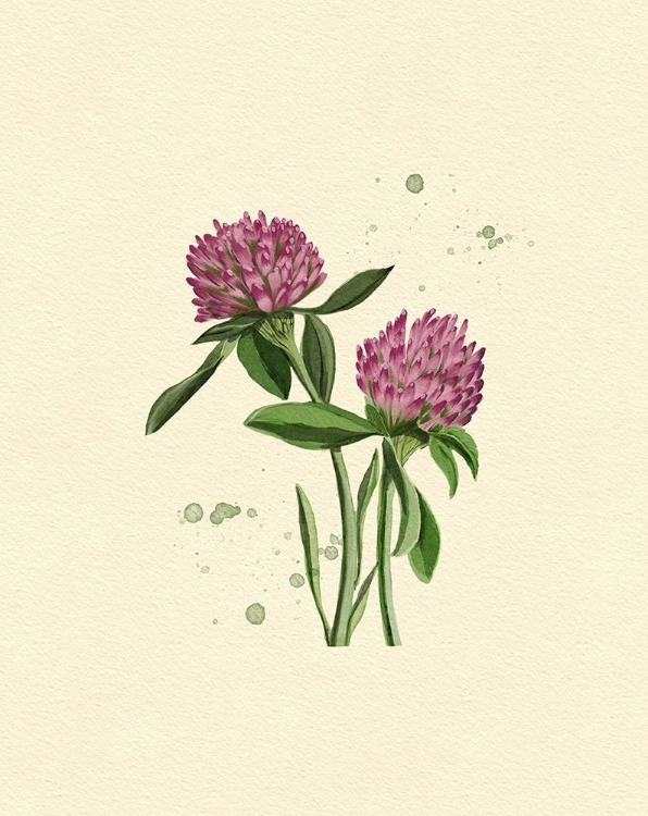 Picture of RED CLOVER