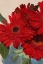 Picture of RED GERBERA DAISY DETAIL 3