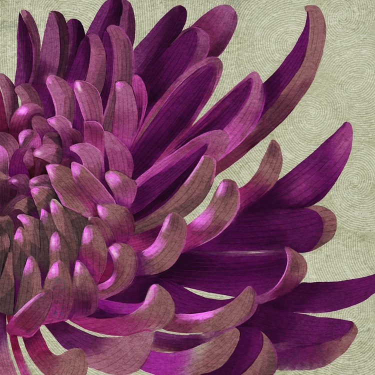 Picture of CHRYSANTHEMUM PURPLE