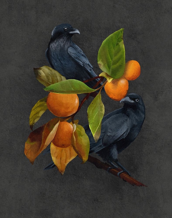 Picture of CROWS.PNG