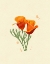 Picture of CALIFORNIA POPPY