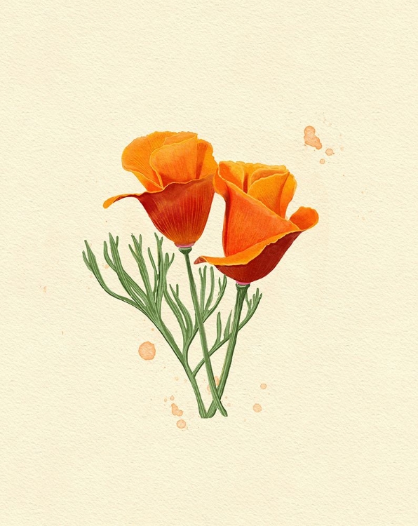 Picture of CALIFORNIA POPPY