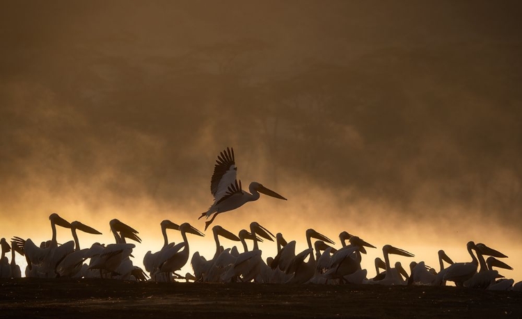 Picture of PELICANS