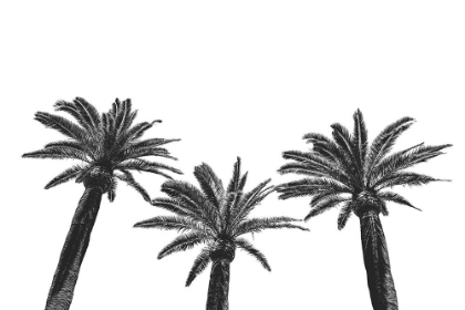 Picture of THREE PALM TREES