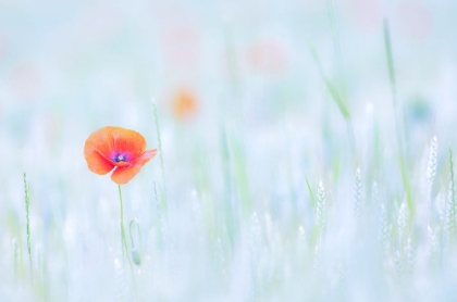 Picture of JUST A POPPY