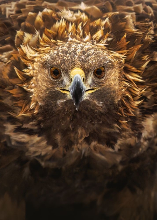 Picture of GOLDEN EAGLE