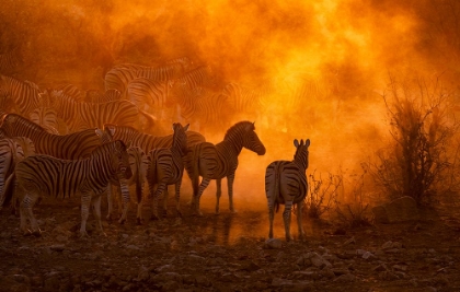 Picture of ZEBRAS HERD AT SUNSET (NAMIBIA)