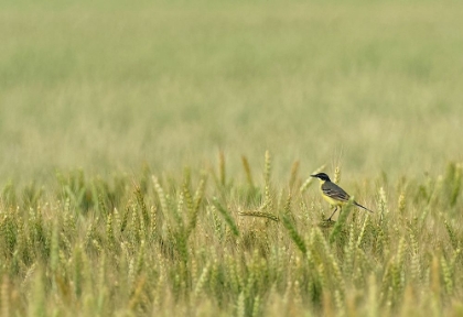 Picture of WAGTAIL ON THE FIELD