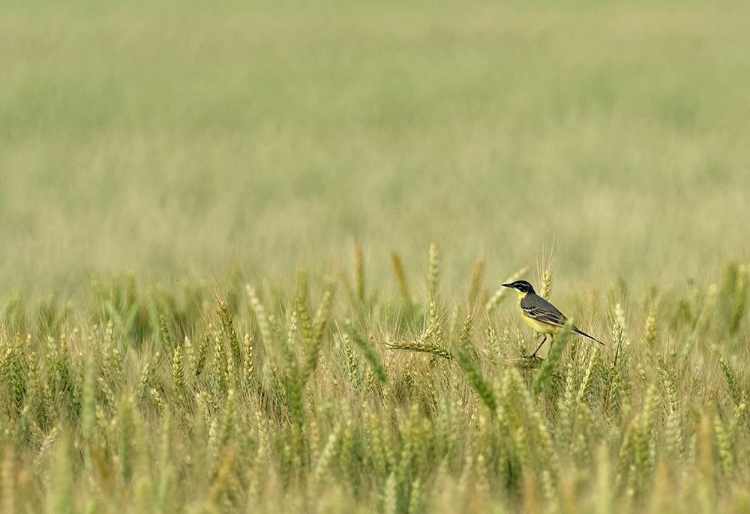 Picture of WAGTAIL ON THE FIELD