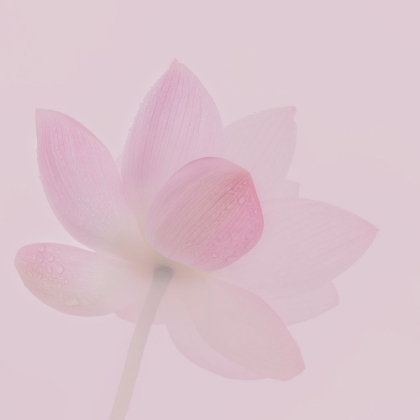 Picture of SEASON OF LOTUS FLOWER