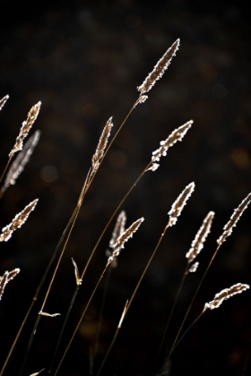 Picture of GRASS IN BACKLIT