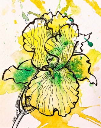 Picture of IRIS YELLOW