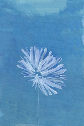 Picture of WHITE FLOWER ON BLUE BACKGROUND