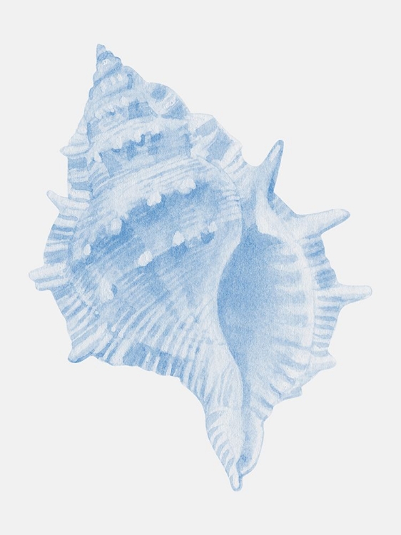 Picture of ONE BLUE CONCH