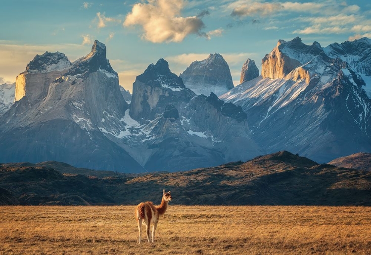 Picture of GUANACO