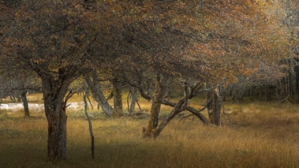 Picture of ROW OF TREES