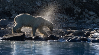 Picture of THE SHAKE .. SVALBARD FJORDS