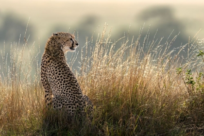 Picture of CHEETAH IN THE GRASS