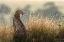 Picture of CHEETAH IN THE GRASS