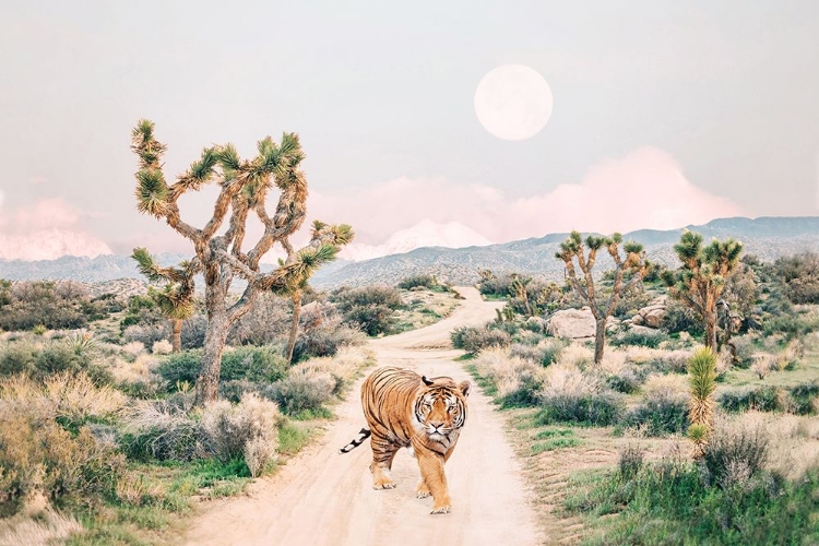 Picture of WANDERING TIGER