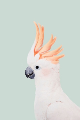 Picture of COCKATOO ON MINT