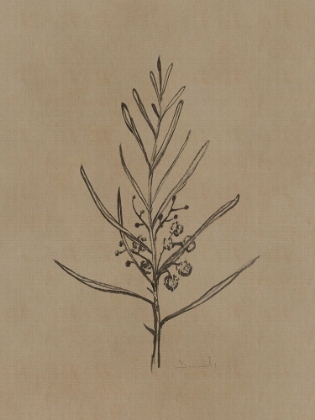 Picture of BLACKWOOD SAPLING