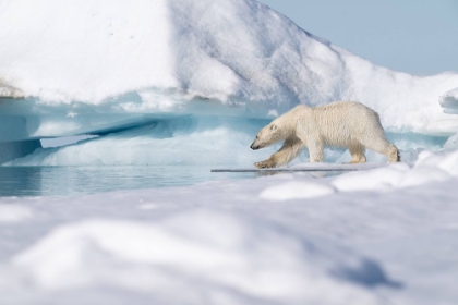 Picture of WALKING ON ICE