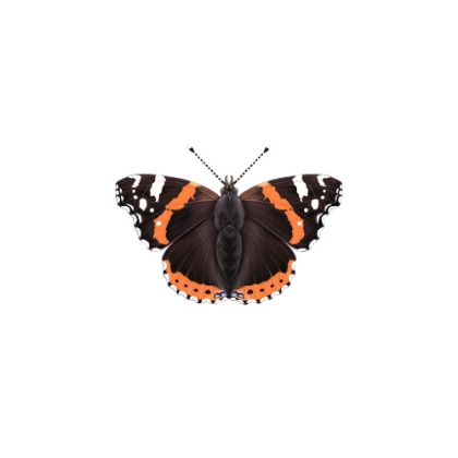 Picture of RED ADMIRAL