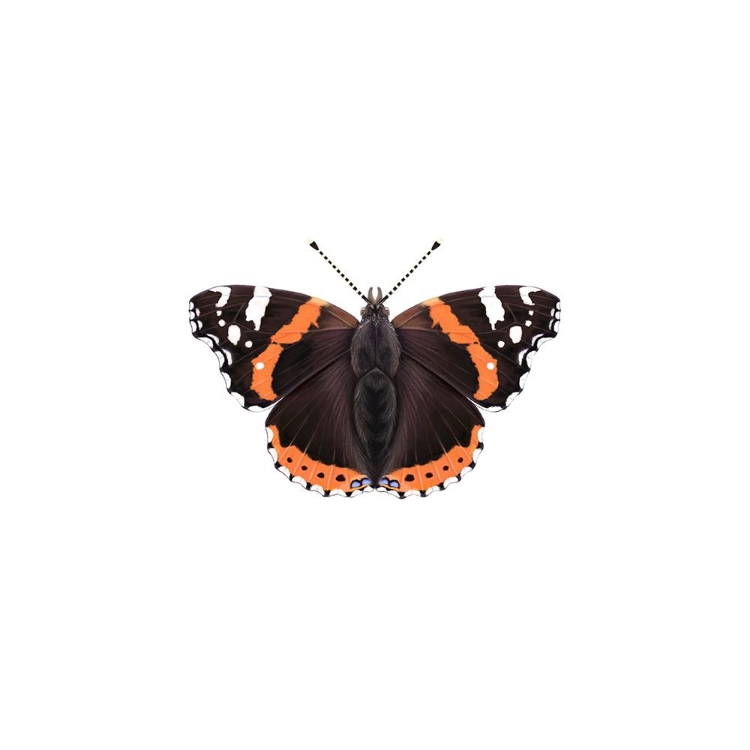 Picture of RED ADMIRAL