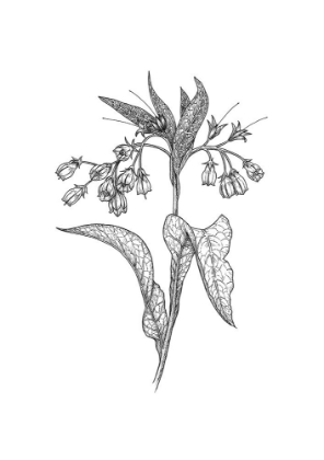 Picture of COMFREY