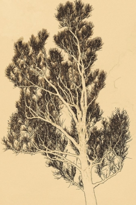 Picture of TREE