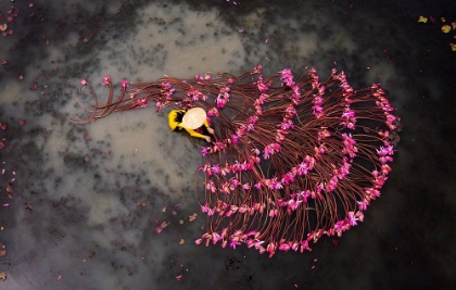 Picture of GUN FLOWER - WATER LILIES