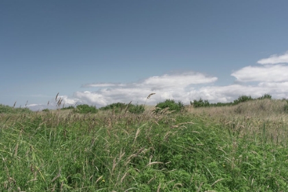 Picture of GREEN MEADOW