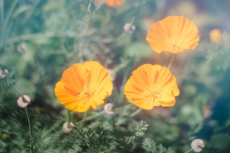 Picture of SUNLIT FLOWERS