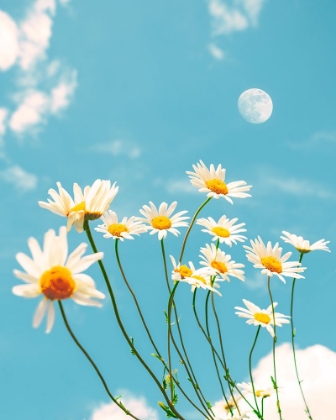 Picture of MAGICAL DAISIES