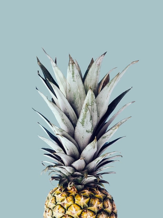 Picture of PINEAPPLE 1