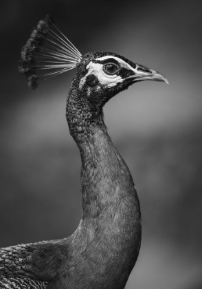 Picture of INDIAN PEAFOWL