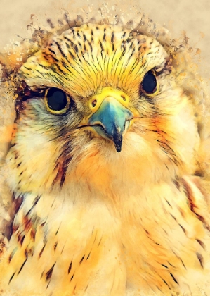 Picture of ANIMAL FALCON WATERCOLOR ANIMAL ART