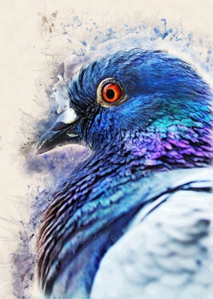 Picture of ANIMALS BIRD DOVE WATERCOLOR ANIMAL ART