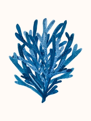 Picture of CORAL