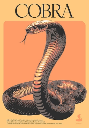 Picture of COBRA