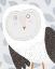 Picture of FUNNY WINTER OWL WITH GREY LEAF PATTERN BY ARTIST CARLA DALY