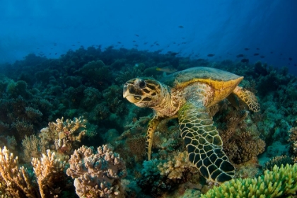 Picture of HAWKSBILL TURTLE