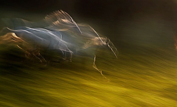 Picture of GALLOP WITH WIND