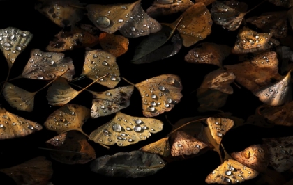 Picture of AUTUMN STILL LIFE.