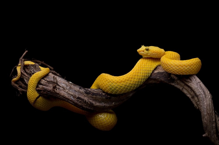 Picture of BOTHRIECHIS SCHLEGELII - EYELASH VIPER