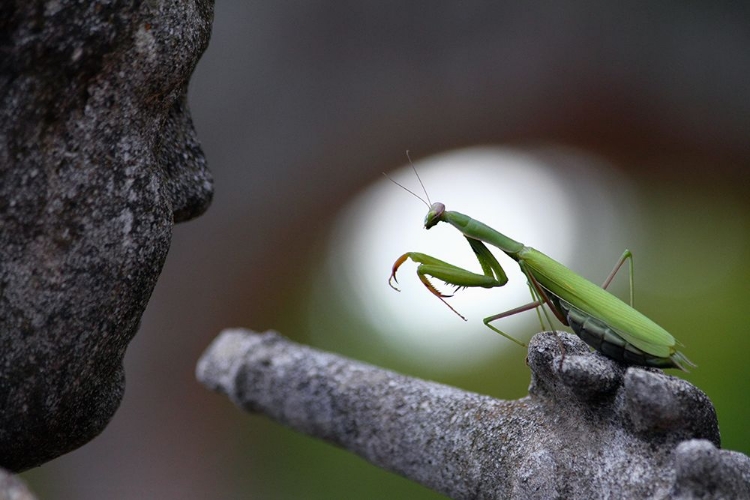 Picture of THE CONDUCTOR