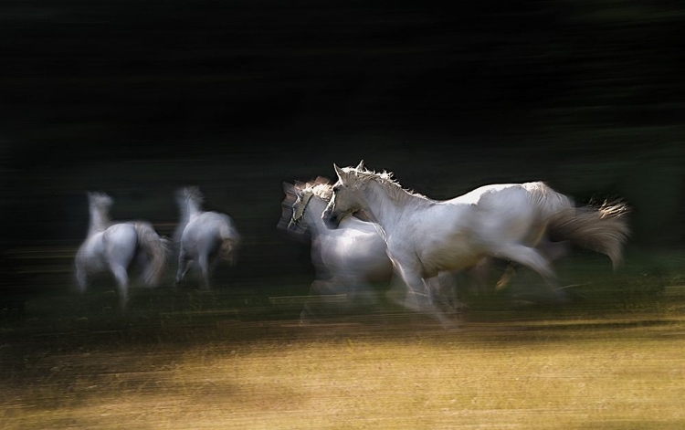 Picture of GALLOP THROUGH A SHADOW