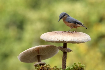 Picture of NUTHATCH IN AUTUMN