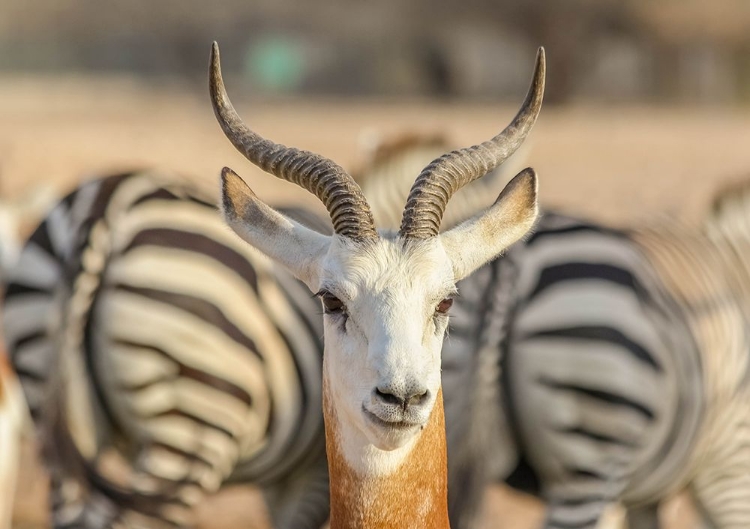 Picture of PORTRAIT WITH ZEBRA BACKGROUND